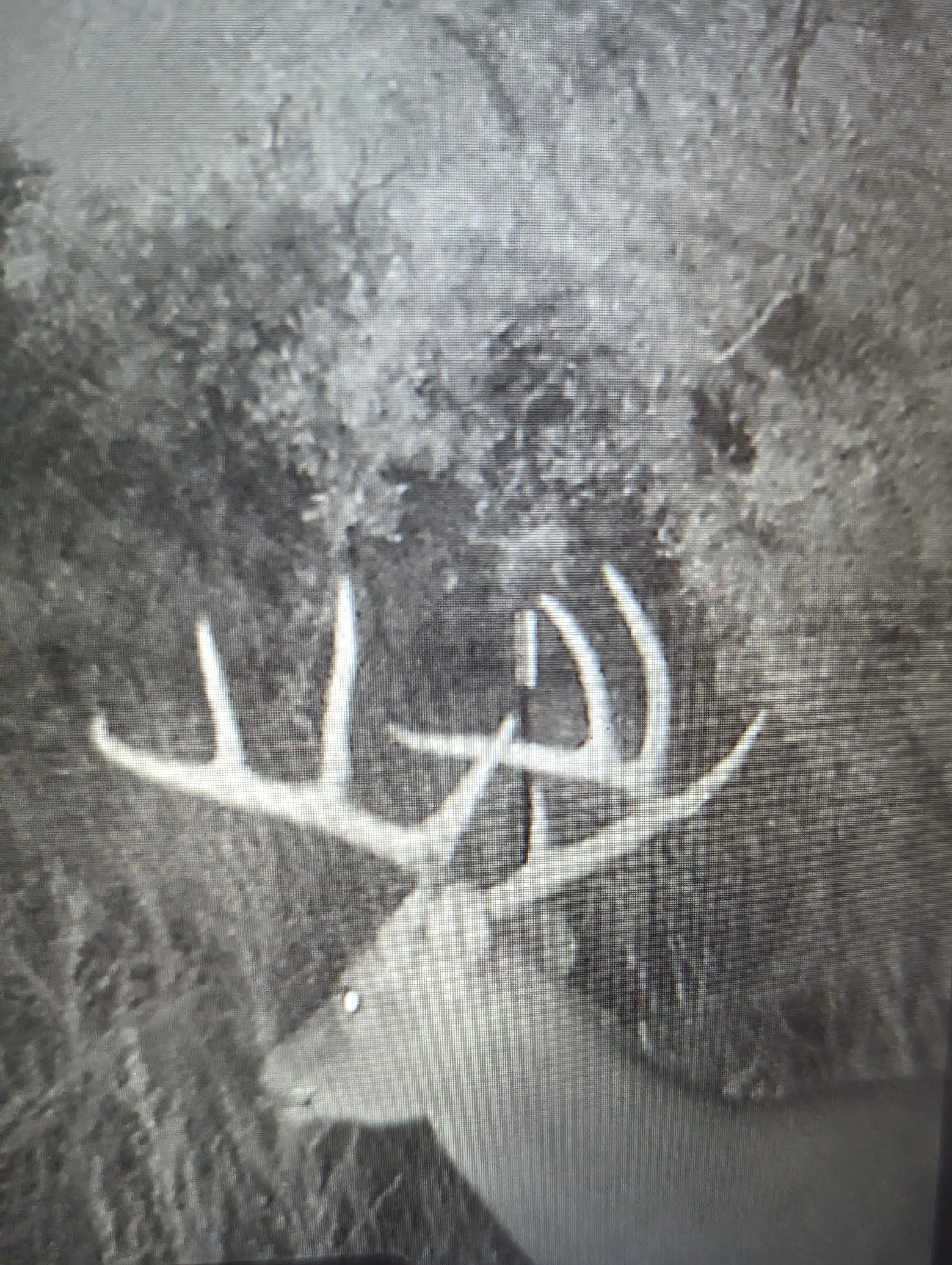 Whitetailed Deer Hunts
