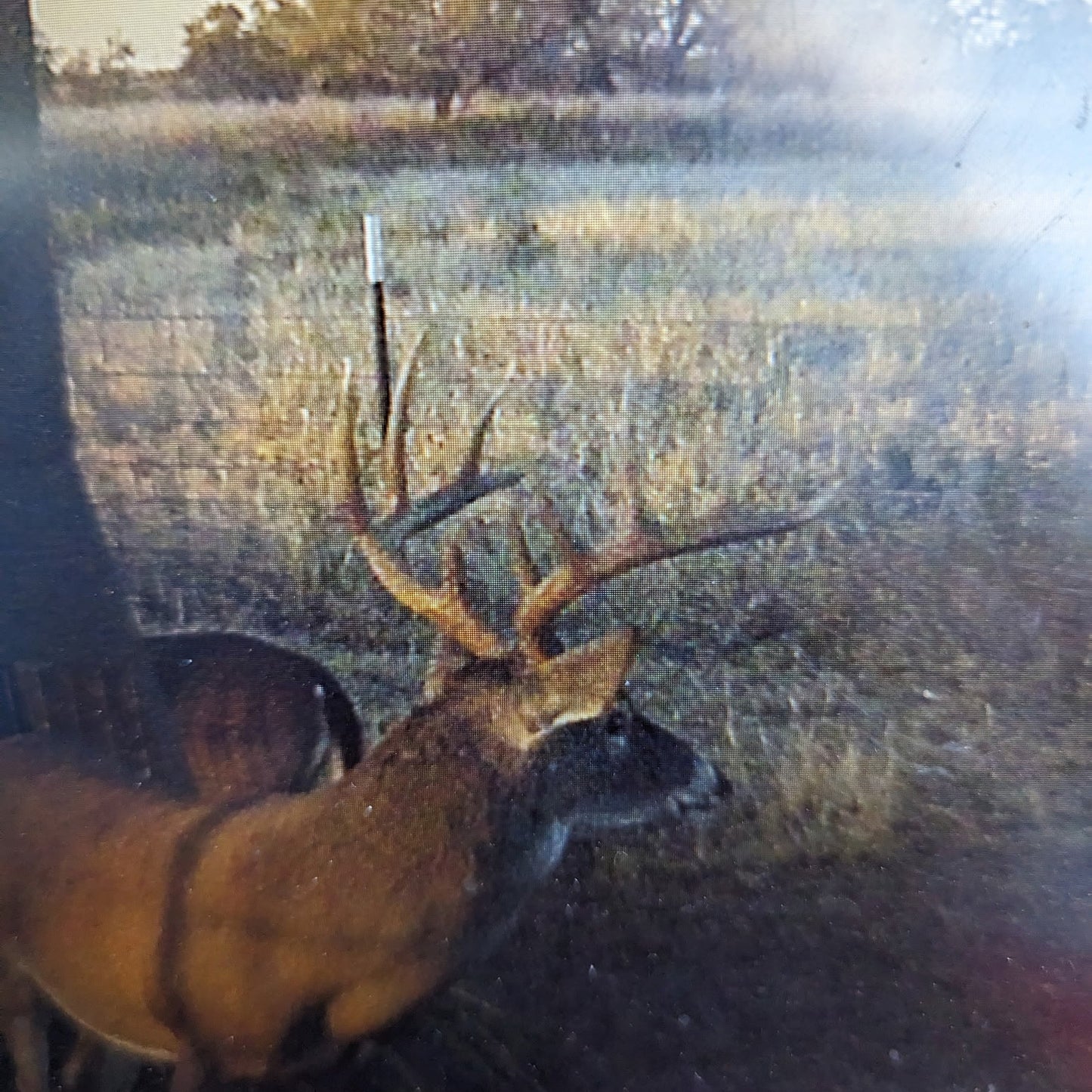 Whitetailed Deer Hunts